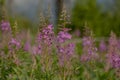 Lewis Monkeyflower Blooms Throughout Alpine Meadow