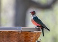 Lewis`s Woodpecker at a Colorado Feeding Station