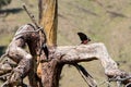 Lewis`s Woodpecker Courtship Behavior