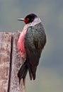 Lewis's Woodpecker