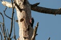 Lewis's Woodpecker At The Nest