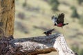 Lewis`s woodpeckers preparing to breed.