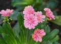 Lewisia Cotyledon Or Bitterroot In Bloom