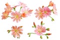 Lewisia cotyledon, cliff maids, siskiyou lewisia, moutain dreams