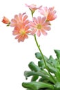 Lewisia cotyledon, cliff maids, siskiyou lewisia, moutain dreams