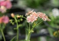 Lewisia cotyledon flowers growing