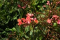 Lewisia cotyledon in a green background Royalty Free Stock Photo