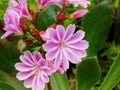 Lewisia cotyledon Royalty Free Stock Photo