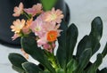 Lewisia cotyledon 'Sunset Group' Royalty Free Stock Photo