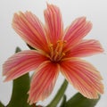 Lewisia longipetala `Little Plum` Royalty Free Stock Photo