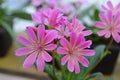 Lewisia Royalty Free Stock Photo