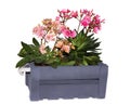 Lewisia plants in a grey wooden box. Royalty Free Stock Photo