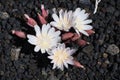 Lewisia Rediviva Royalty Free Stock Photo