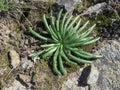 Lewisia rediviva Foliage Royalty Free Stock Photo