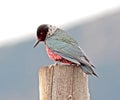 Lewiss Woodpecker