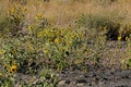 WILD SUN  FLOWERS ON THE LEWISTON HILL TOP Royalty Free Stock Photo