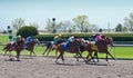 Thoroughbred horse racing at Keeneland race track at spring, Lexington, Kentucky Royalty Free Stock Photo