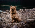 Lexy after an early morning dip in the lake looks inquisitively as if to say what now Royalty Free Stock Photo