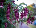 Leycesteria formosa foliage and flowers. Himalayan honeysuckle, flowering nutmeg, Himalaya nutmeg or pheasant berry.