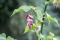 Leycesteria formosa the Himalayan honeysuckle flowers in bloom, dark red flowering plant, green leaves