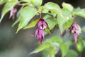 Leycesteria formosa the Himalayan honeysuckle flowers in bloom, dark red flowering plant, green leaves