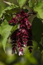 Leycesteria formosa