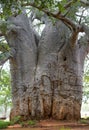 The oldest tree in the world Royalty Free Stock Photo