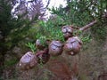 Leyland Cypress Cones