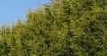 Leyland Cypress, cuprocyparis leylandii, Normandy