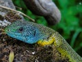 Lezard Royalty Free Stock Photo
