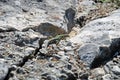 Lezard on rocks Royalty Free Stock Photo