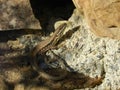 Lezard sunbathing on rocks Royalty Free Stock Photo