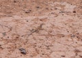 Lezard in Valley of Fire Royalty Free Stock Photo