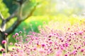 LFair right blur focus pink fields winter fields outdoor tree flawer garden colorful green nature summer