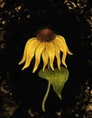 Drawing of a sunflower flower on a black background Royalty Free Stock Photo