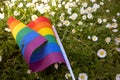 LGBT flag on green grass among white blossoming daisies top view. Pride month.