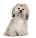 Lhasa Apso, 1 year old Royalty Free Stock Photo