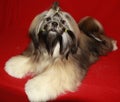Lhasa Apso Royalty Free Stock Photo