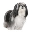 Lhasa Apso (4 years old) Royalty Free Stock Photo