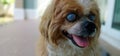 Lhasa Apso Cataract eyes