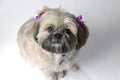 Lhasa apso dog Royalty Free Stock Photo