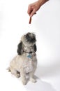 Lhasa apso dog Royalty Free Stock Photo