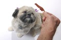 Lhasa apso dog Royalty Free Stock Photo