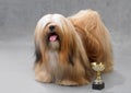 Lhasa Apso dog. Royalty Free Stock Photo