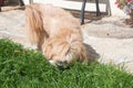 Lhasa Apso dog eating grass Royalty Free Stock Photo