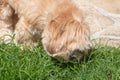 Lhasa Apso dog eating grass in a garden Royalty Free Stock Photo