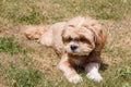 Lhasa Apso dog in a garden Royalty Free Stock Photo
