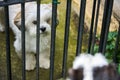 Lhasa Apso Dog On Guard Royalty Free Stock Photo