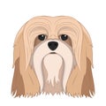 Lhasa Apso dog isolated on white background vector illustration