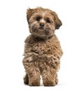 Lhasa apso dog, 8 months old, sitting against white background Royalty Free Stock Photo